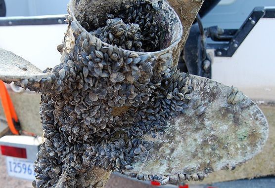Zebra Mussel Infestation Found On Casper Boat Lift Zebra Mussel Infestation Found On Casper Boat Lift